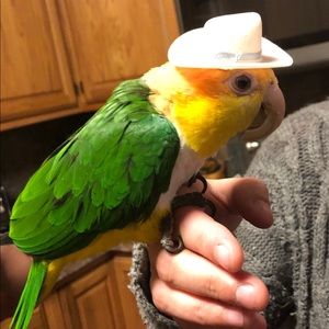 Meet your Posher, Anthony